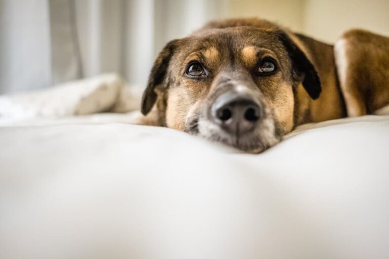 calm dog on bed