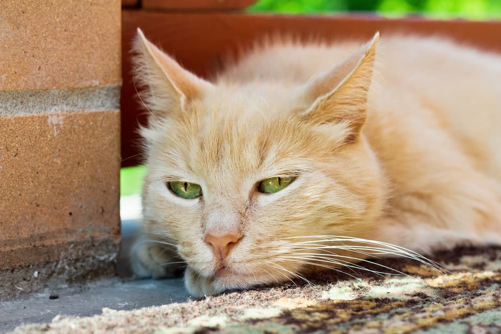 Cat squinting outside in the sun