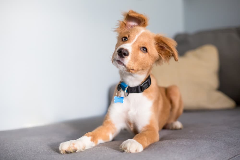 Dog tilting head looking at owner