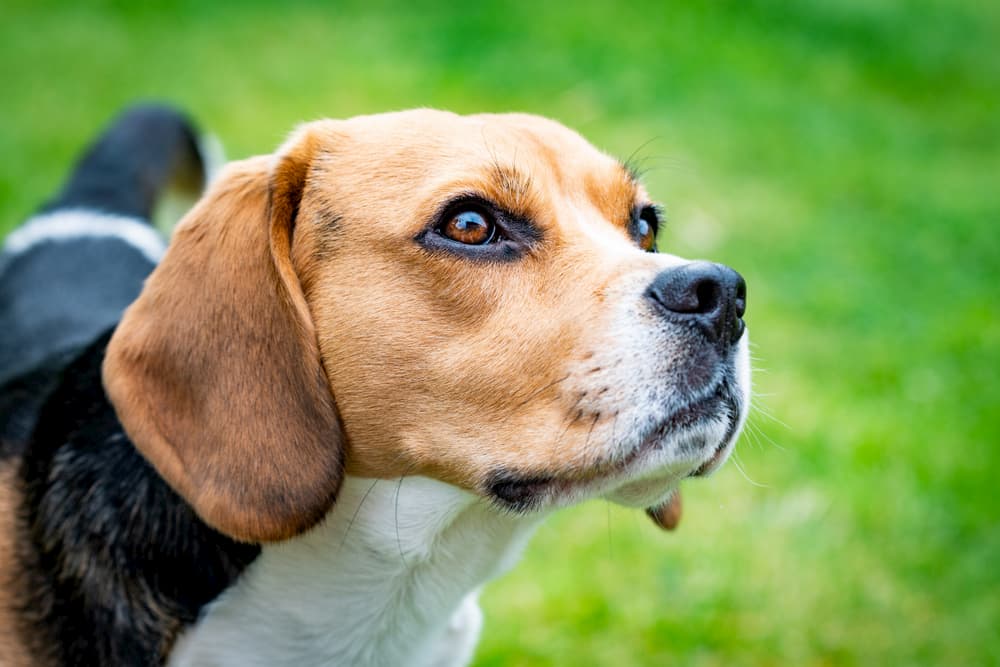 Beagle ourdoors looking confused