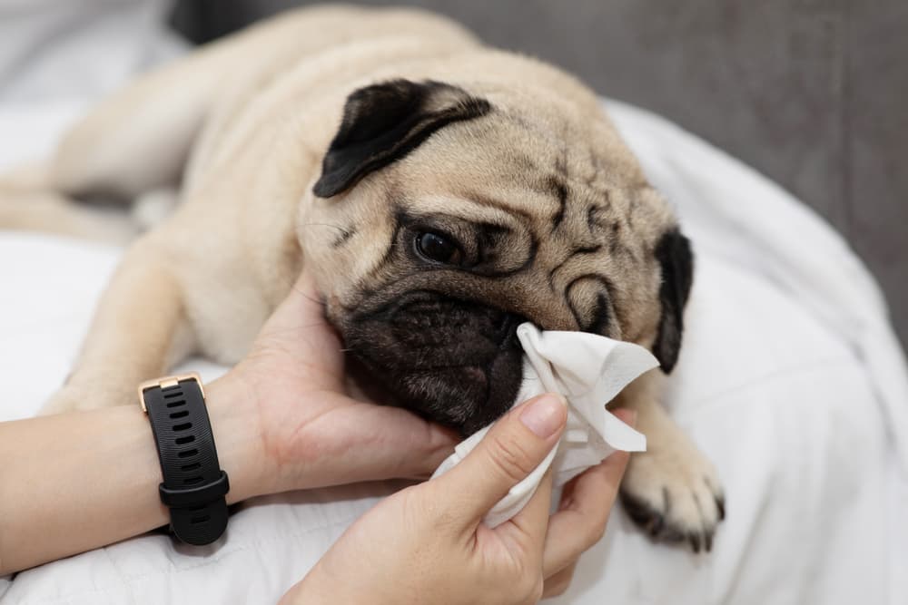 Owner cleaning dog's eye with tissue