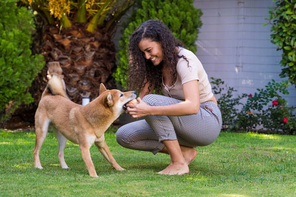 Never Lose a Pet: 8 Steps to Take NOW