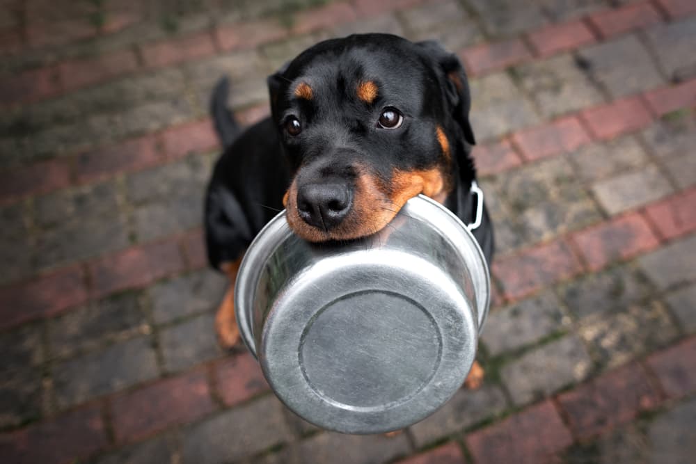 Dog looking up holding empty bowl in his mouth