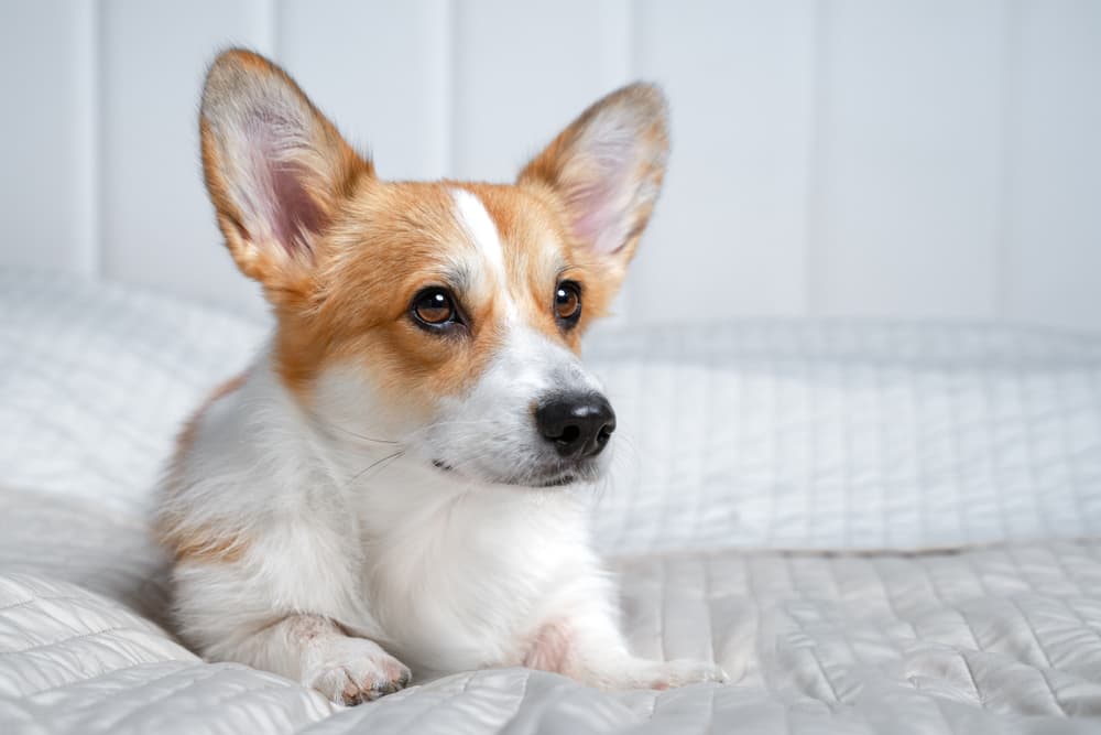 Corgi looking up to owner laying on bed looking concerned