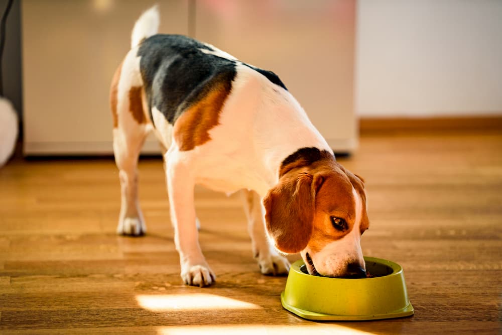 Beagle eating out of his dog bowl