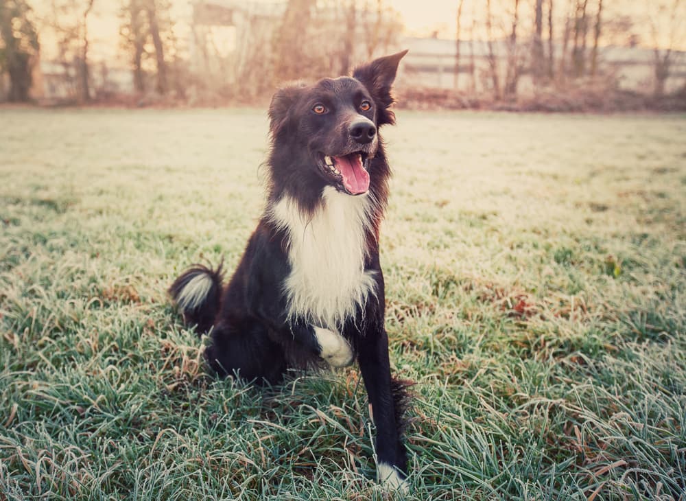 Border Collie training outside