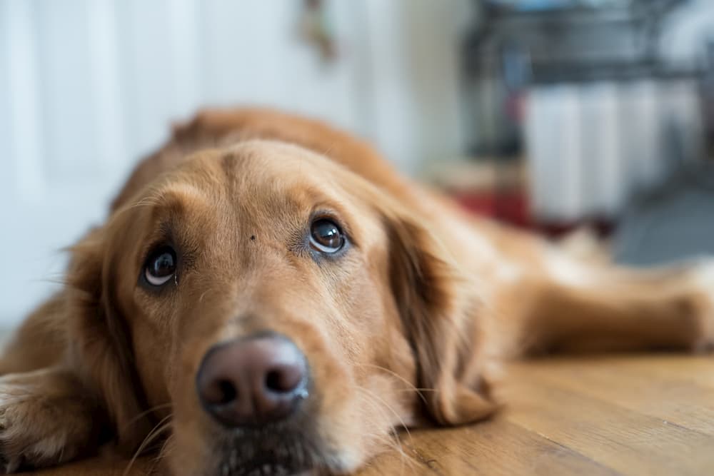 Dog laying on floor looking up and worried
