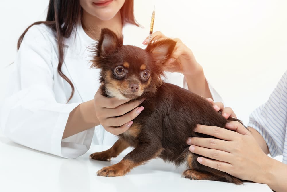 DHPP Vaccine for Dogs DHPP Vaccine for Dogs