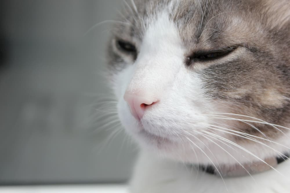Cat looking sick in room