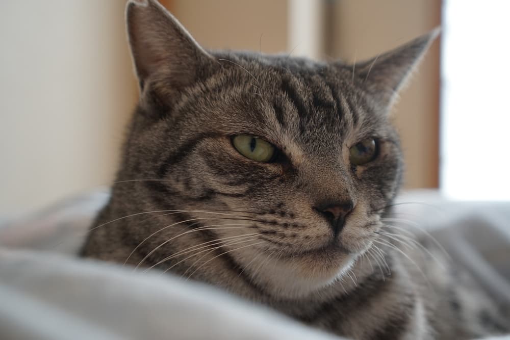 Cat looking agitated lying in a catbed