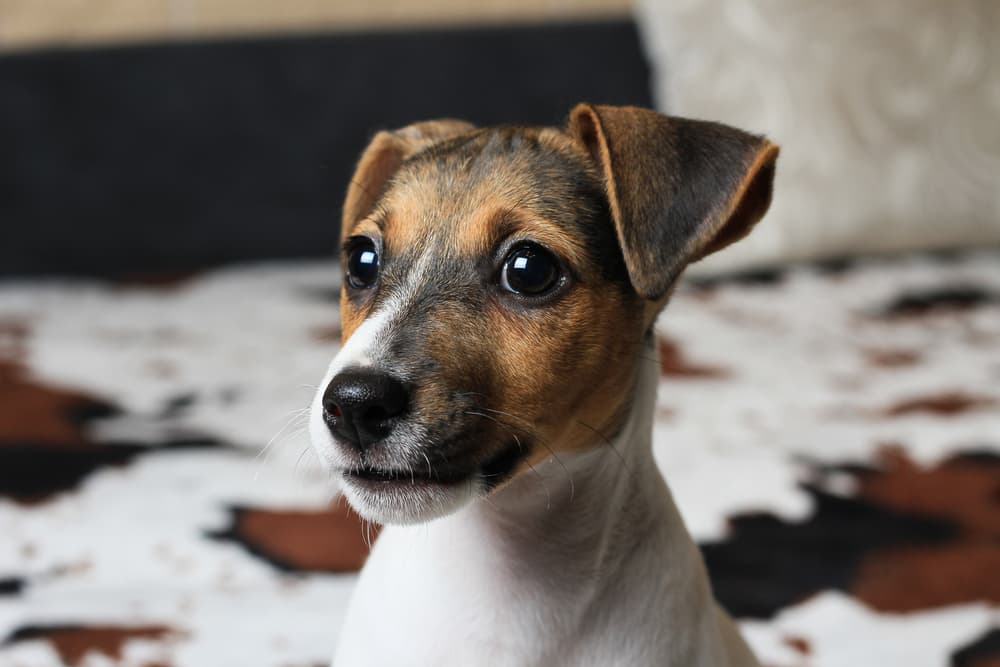 Jack Russell dog