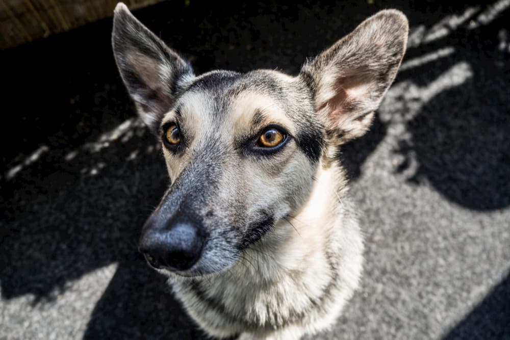Dog Eyelids: Facts and Common Problems