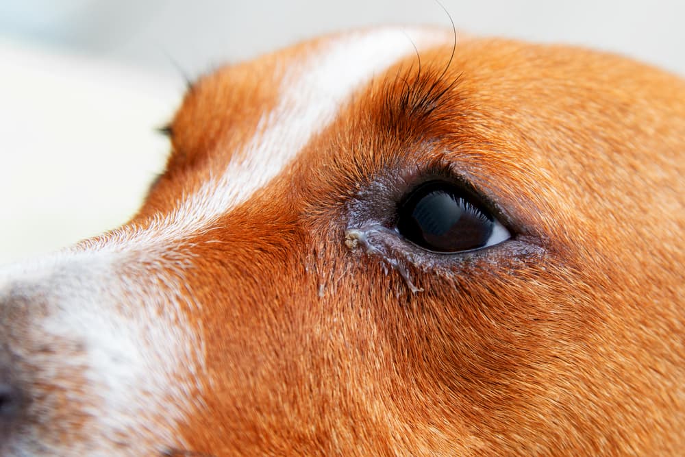 Close up of a dogs eye with red and bumps