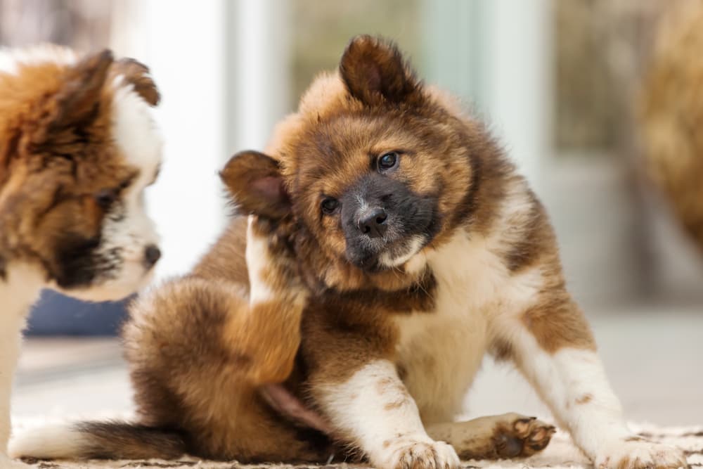 Dog scratching
