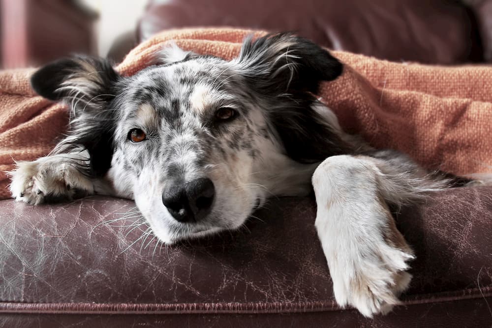 Dog feeling full and unwell on couch