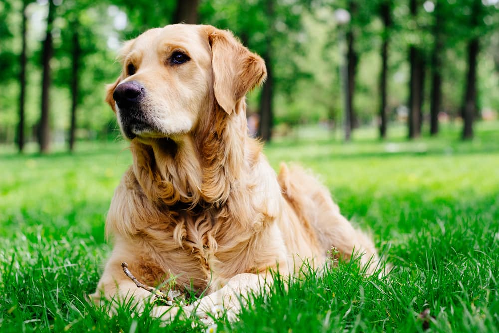 Golden Retriever lying in grass
