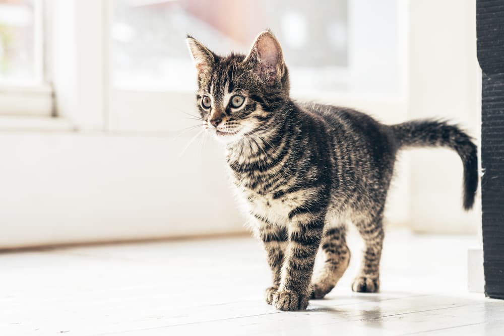 kitten roaming inside