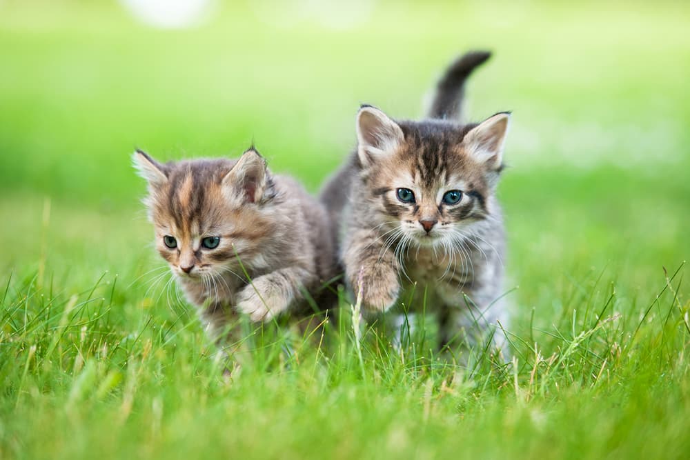 Two happy healthy kittens playing in the grass