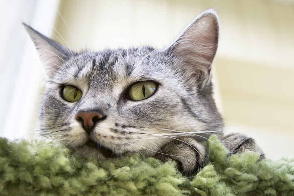 Cat looking up with sad eyes