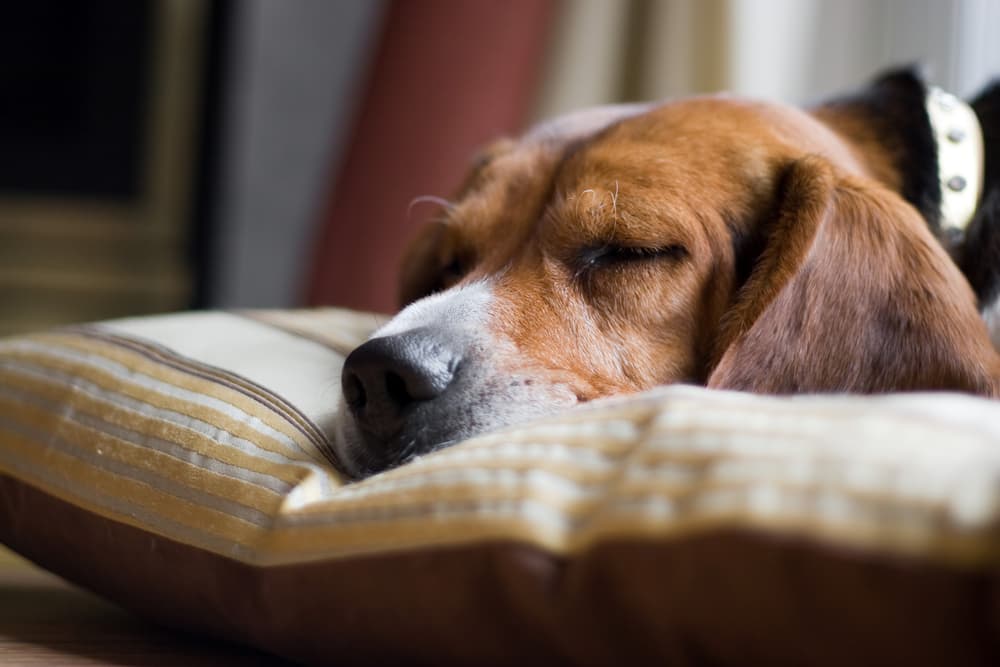Dog laying down sleeping