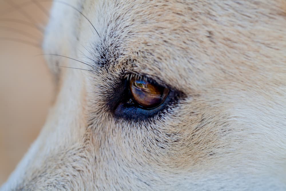 Close up of a dog's eye