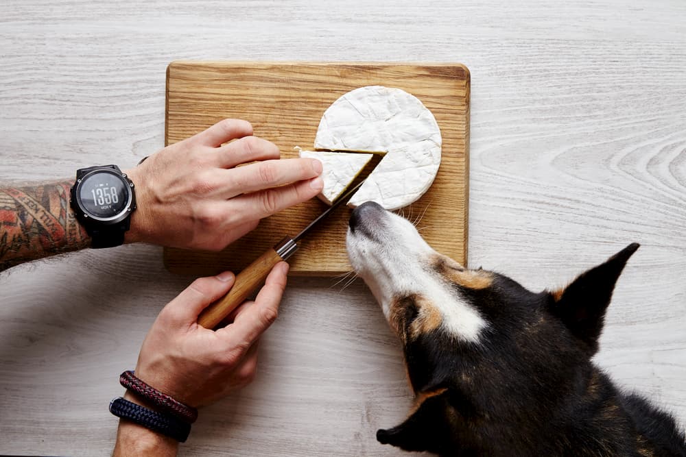 Person cutting a wedge of brie with dog close by sniffing