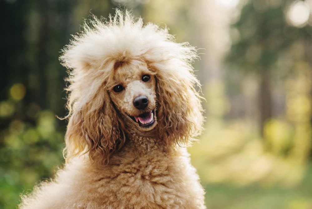 Poodle smiling outside