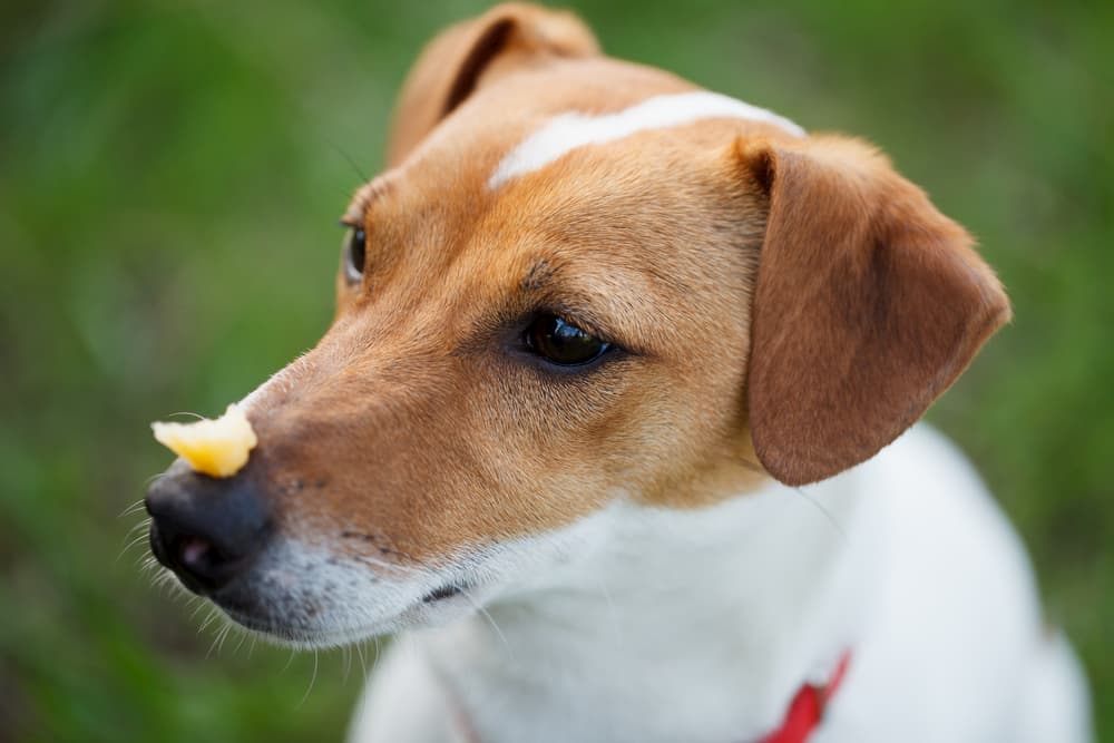 Small piece of cheese on dog's nose