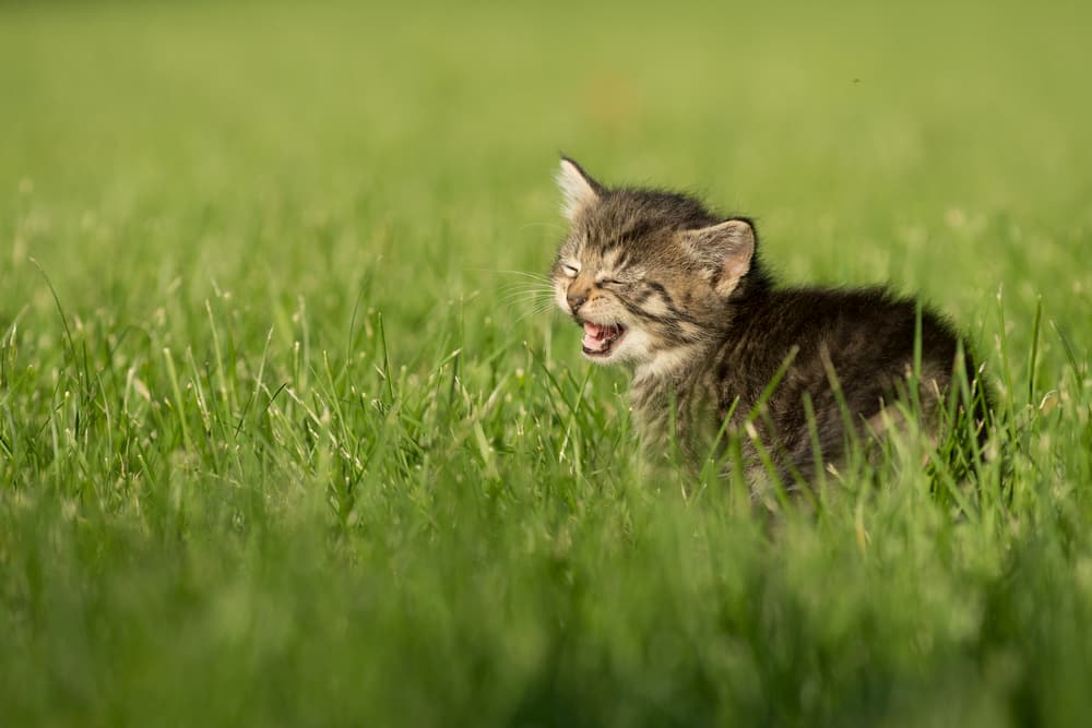 Cat breathing heavily outdoors