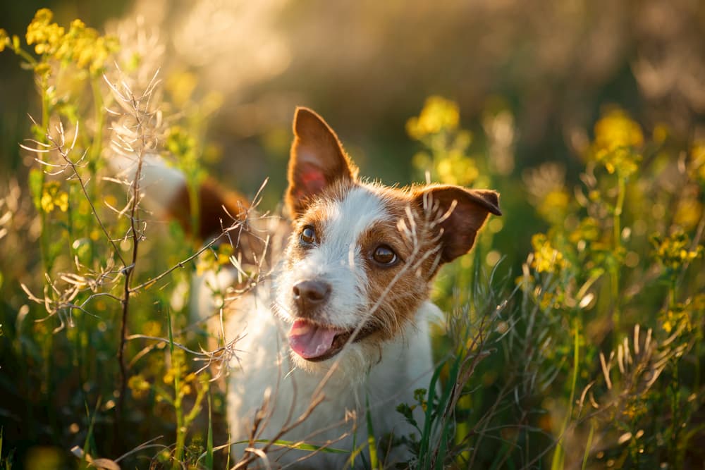 Quercetin for Dogs: Uses and Benefits