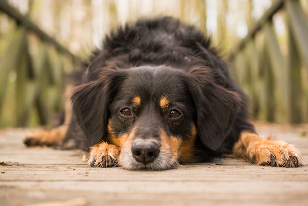 Dog looking up while laying on a bridge