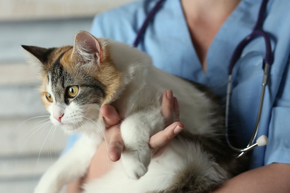 Cat having an exam at the vet