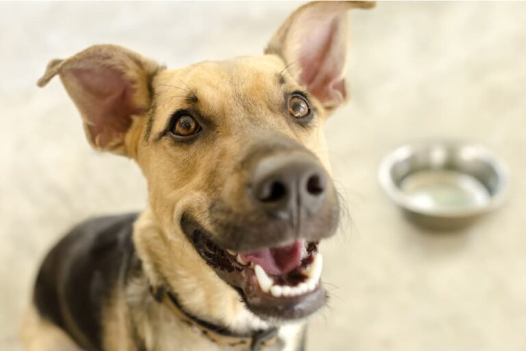Dog looking up eagerly with empty food bowl behind him