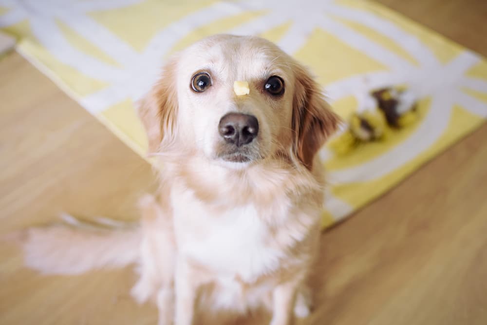 Dog sitting with cheese on his nose