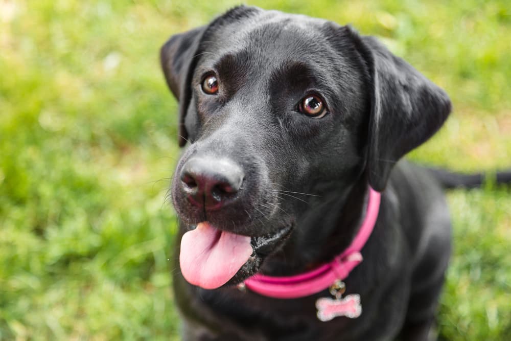 Labrador Retriever training outdoors