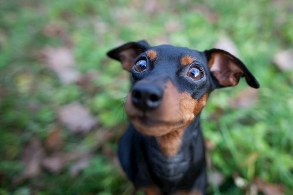 Dog looking up wide-eyed to camera