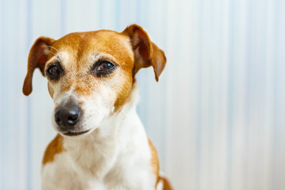 Tea Tree Oil for Dogs: Is It Safe?
