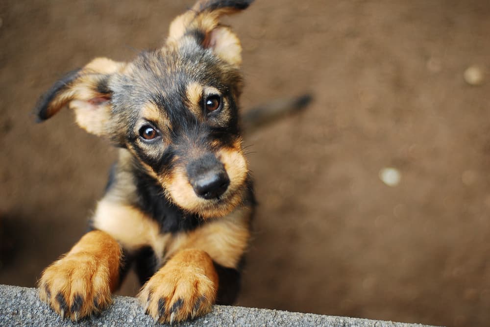 Dog Eye Boogers: Why They Happen