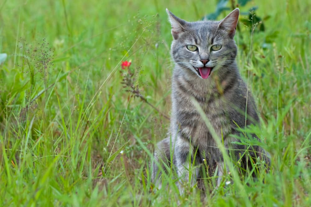 Cerenia for Cats