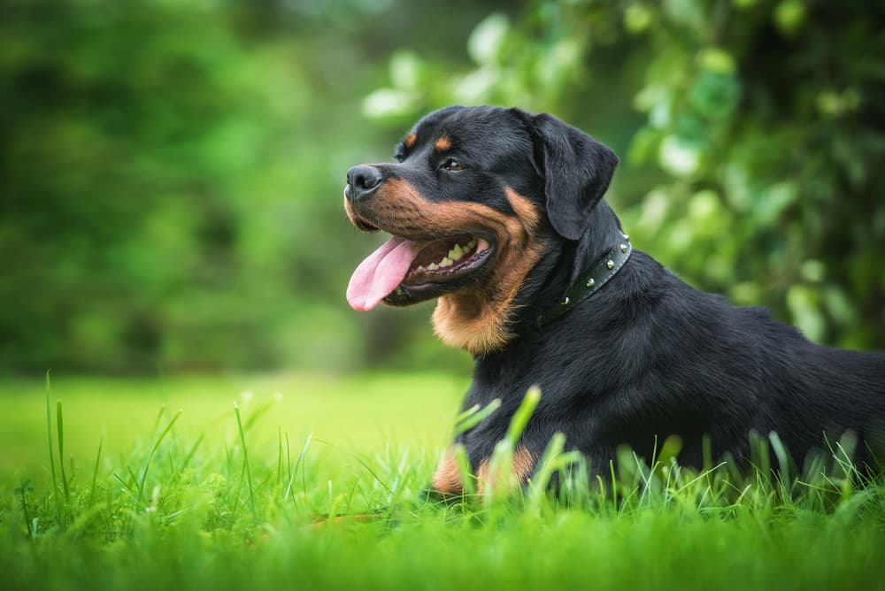 Happy dog sitting in the sunshine in the grass