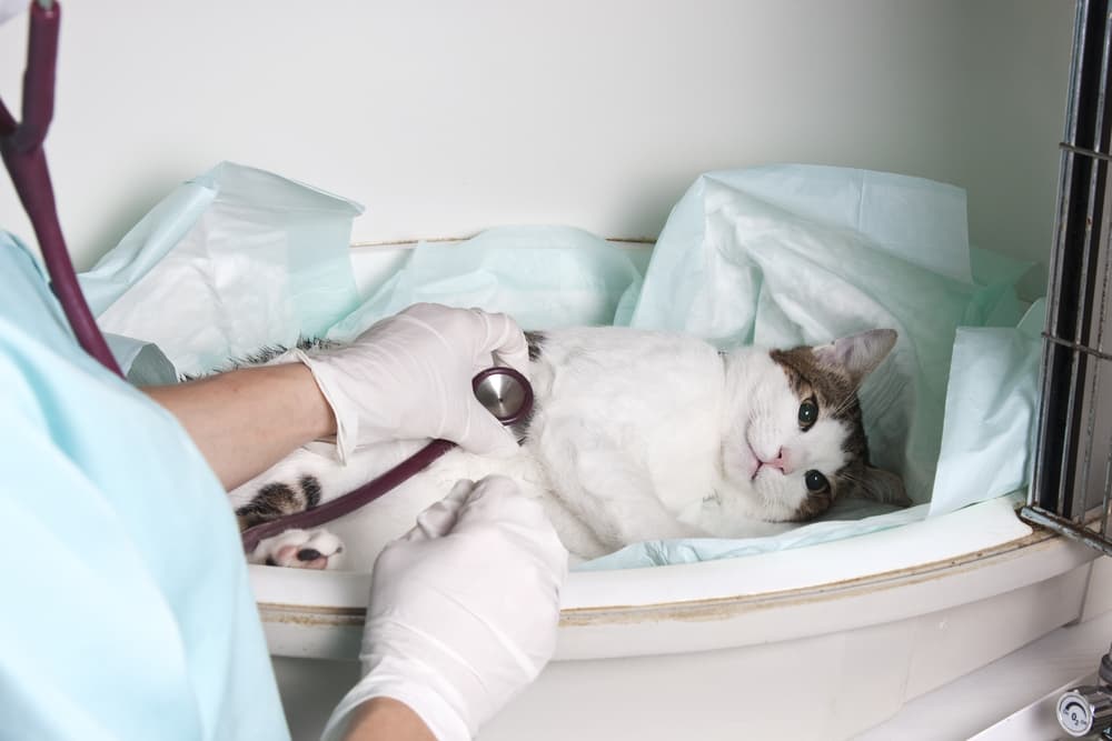 Cat receiving emergency care