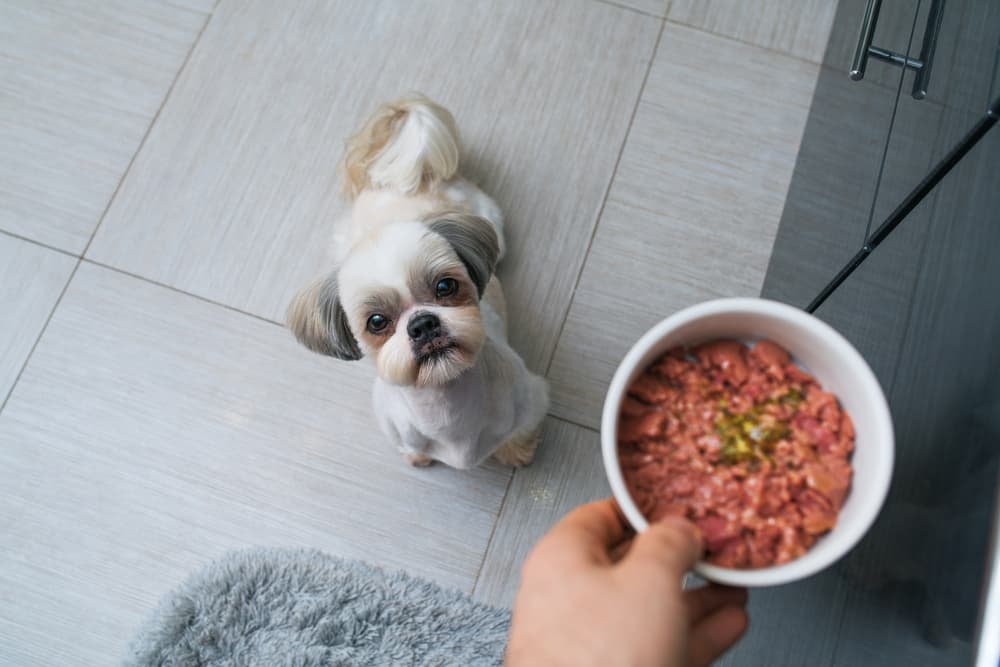 Dog looking up at owner who is feeding them