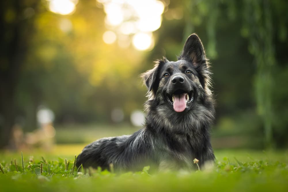 Mixed breed dog in grass