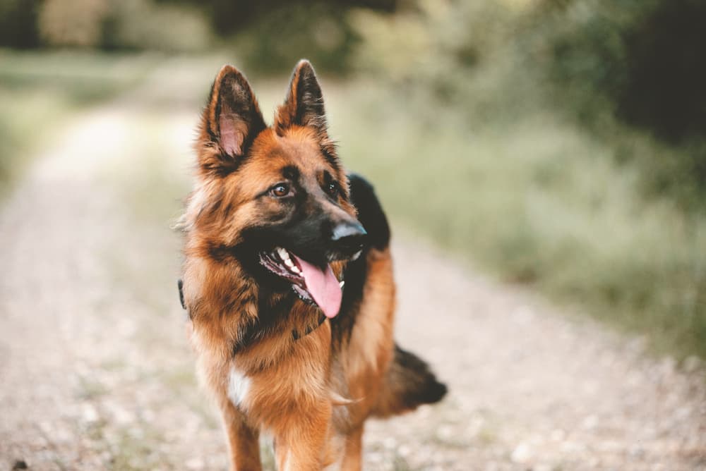 German Shepherd outside