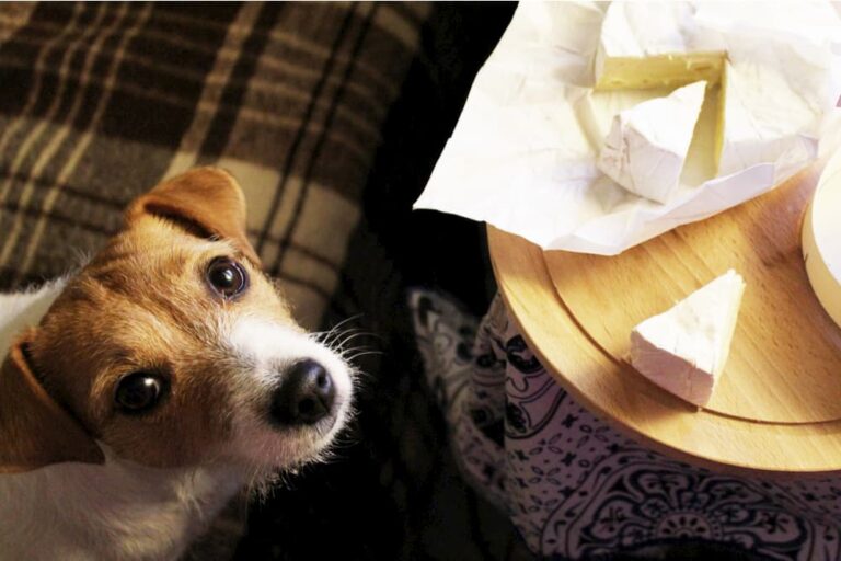 Dog begging for wedge of cheese