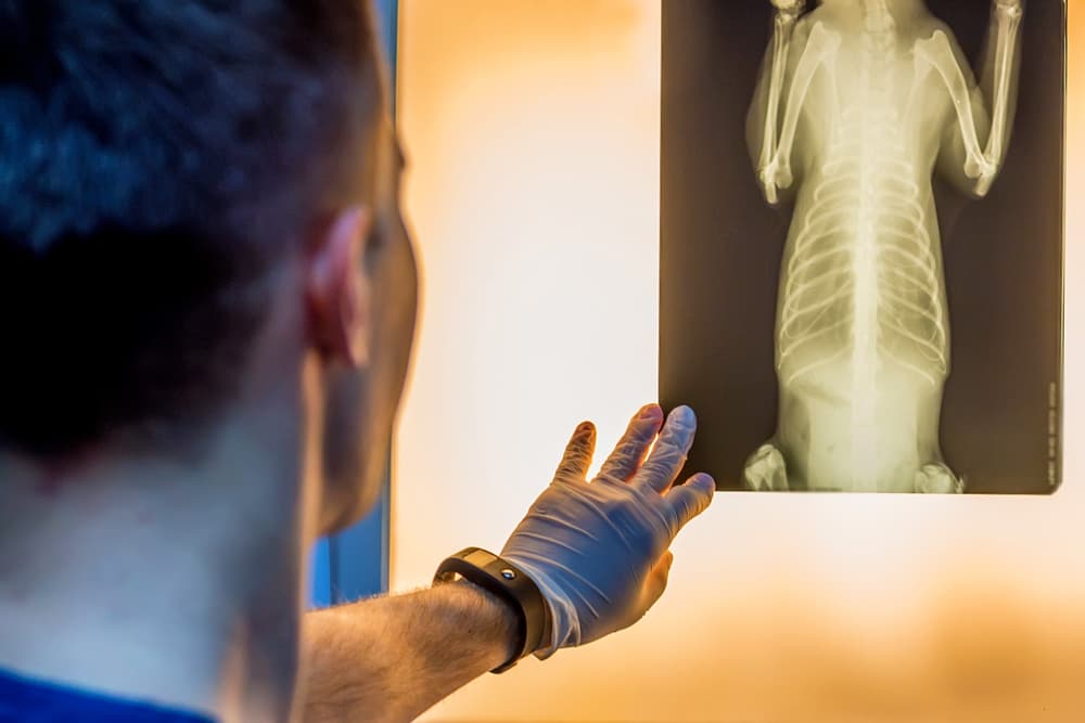 veterinarian looking at dog x-ray
