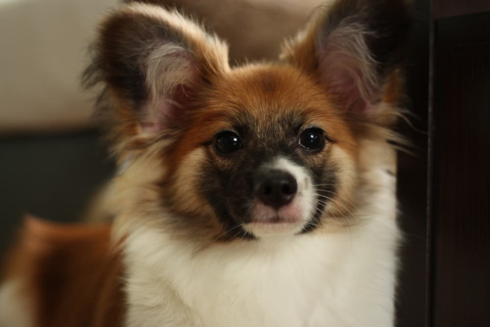 Papillion indoors looking at camera