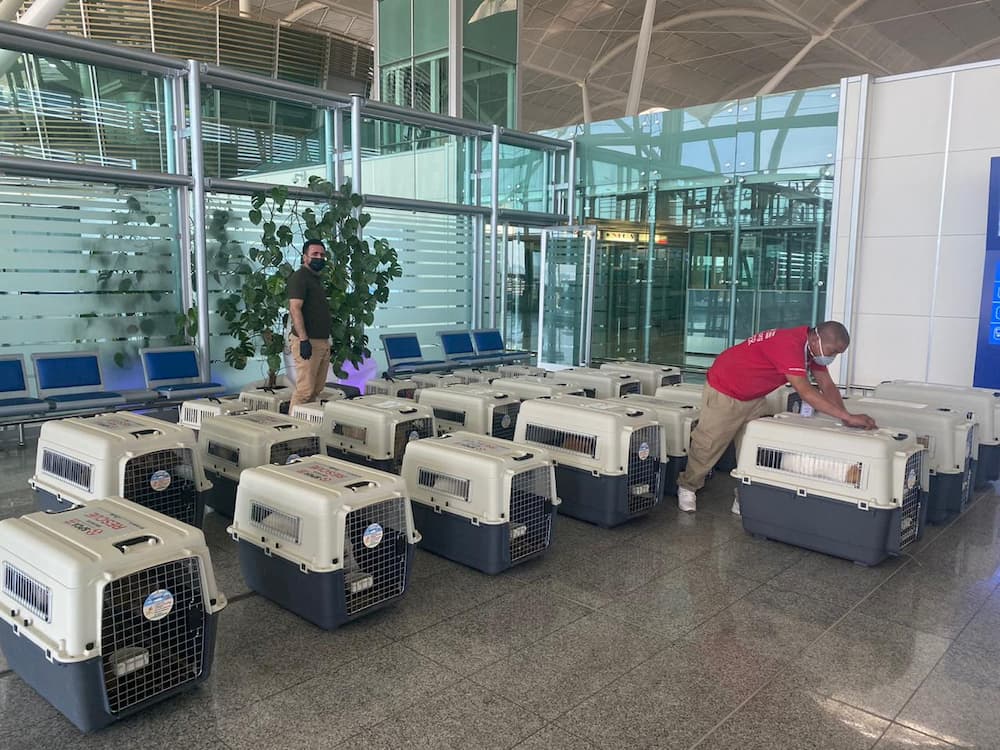 Crates of rescue animals lined up at airport