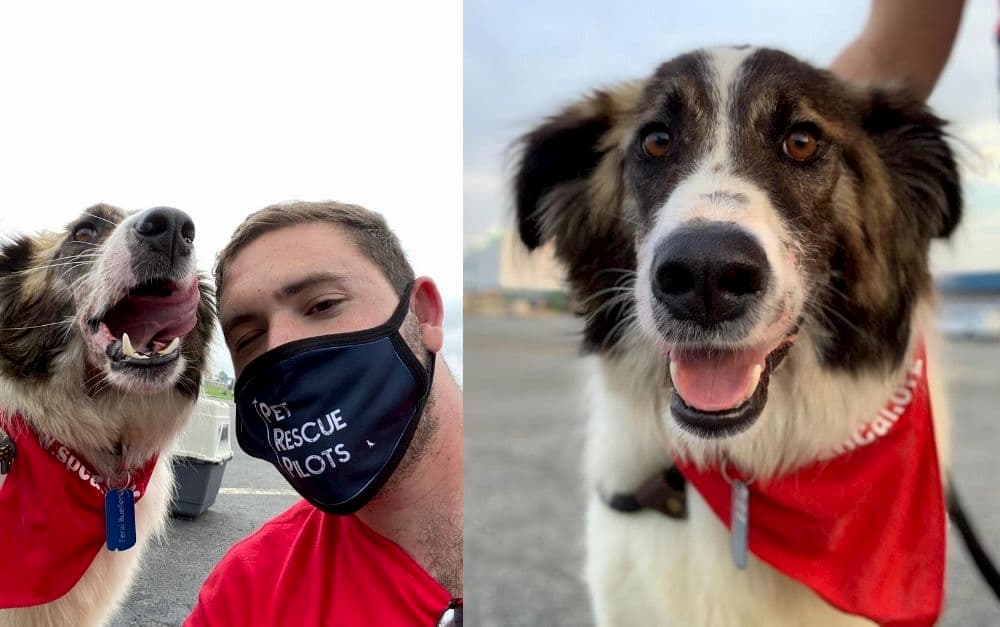Pilot volunteers to rescue pets from Iraq