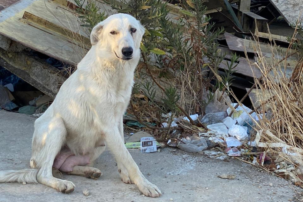 Beirut Rescue Helps Animals Impacted By Devastating Explosions